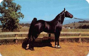 Champion Tennessee Walking Horse postcard