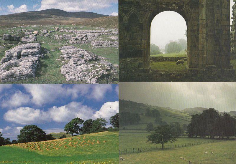 Dentdale Ingleborough Ribblesdale Sheep Bolton Abbey 4 Yorkshire Dales Postcard