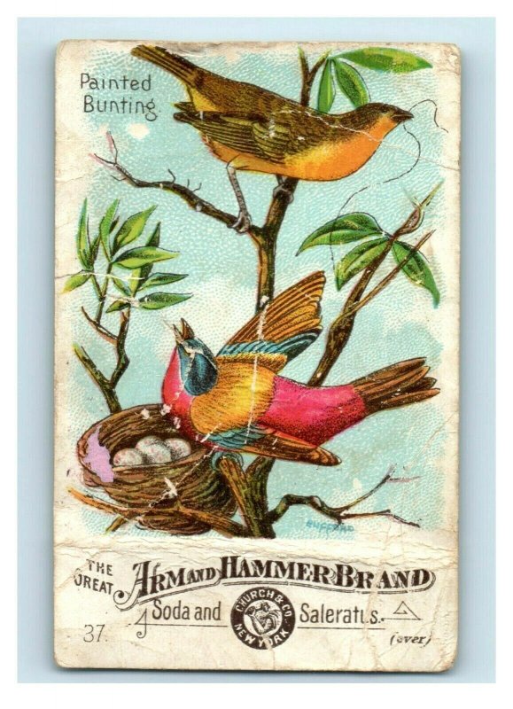 1880s-90s Arm & Hammer Birds Series N0.37 Painted Bunting P210