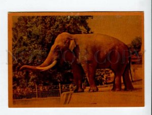 429864 USSR Russia Moscow ZOO elephants 1961 year russian postcard