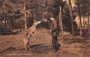 Washington DC Zoo Park Feeding Deer Vintage Postcard AA110675