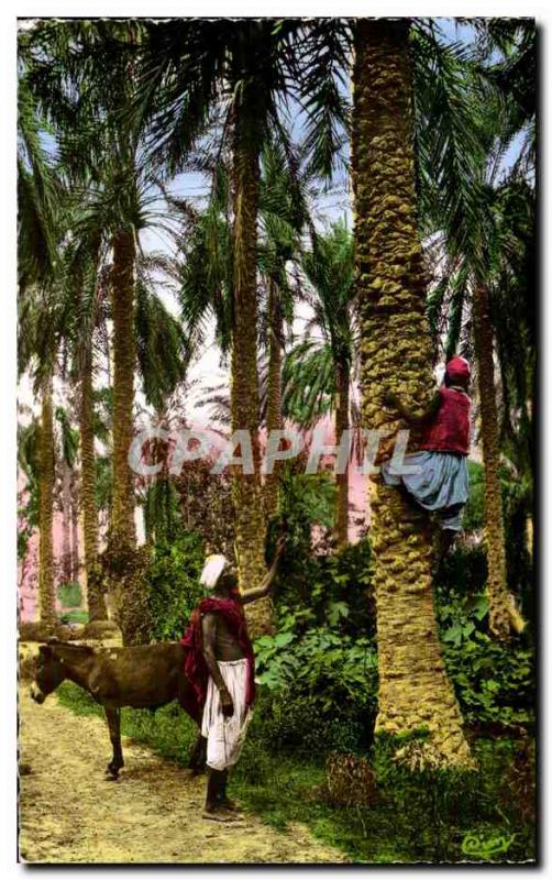 Old Postcard Algeria ART COLLECTION THE AFRICA The rise palms