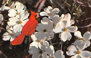 Dogwood, Cardinal State Flower, North Carolina NC  