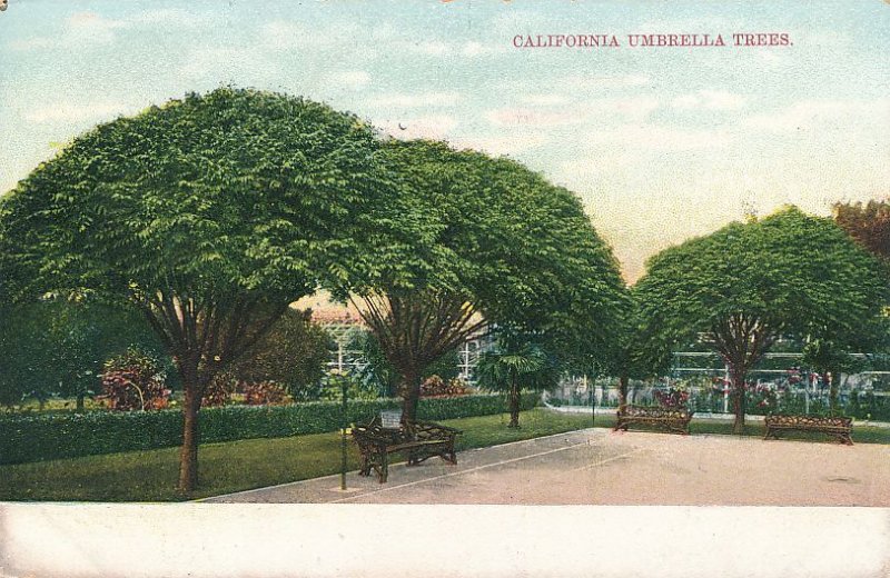 Umbrella Trees in St James Park - Los Angeles CA, California - DB