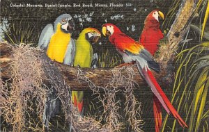 Parrot jungle Miami, Florida USA Parrot jungle Miami, Florida USA