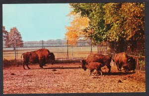 NY - Buffalo Zoological Gardens – American Bison