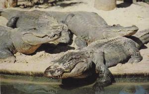 Alligators in Florida