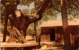 Mark Twain's Log Cabin Big Tree Stump Sign Trees Sky Open Door Postcard Unused 