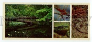 484734 1981 Oka forest thicket insects butterfly lizard photo Gippenreiter