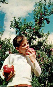 Washington Yakima Valley Young Boy Enjoying Apples