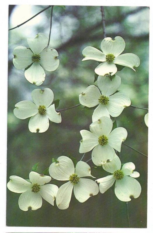 Dogwood Flower Tree Legend