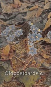 Hepatica or Liver Leaf Writing on back 