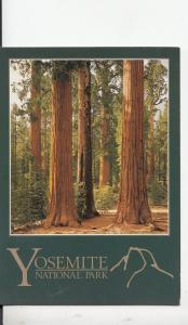 BF18675 sequoia redwoods mariposa gro yosemite nat park ca USA  front/back image