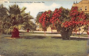 Palms And Oleanders In City Park - Galveston, Texas TX  