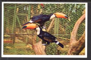 Toucans,San Diego Zoo,CA