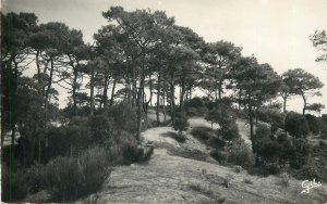 Postcard France Tharon pins sur les Dunes