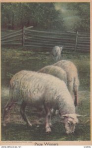 Sheep , Prize Winners , 1910