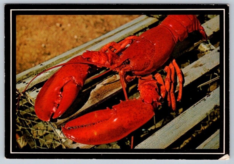 Seafood, Lobster On Trap, Prince Edward Island, Canada Chrome Postcard