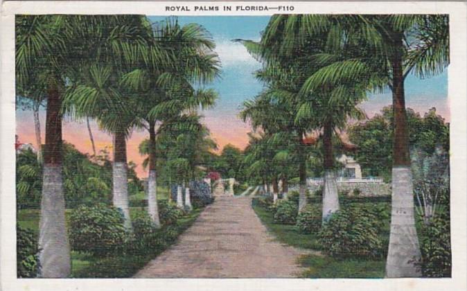 Florida Trees Royal Palms 1937