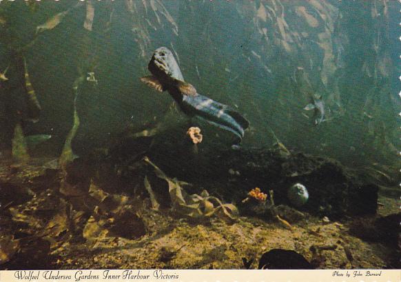 Wolf Eel Undersea Gardens Inner Harbour Victoria British Columbia Canada