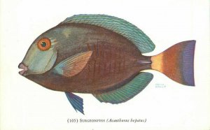 Illinois Chicago Surgeonfish 105 Acantburus Hepatus Shedd 1950s Postcard 22-2332