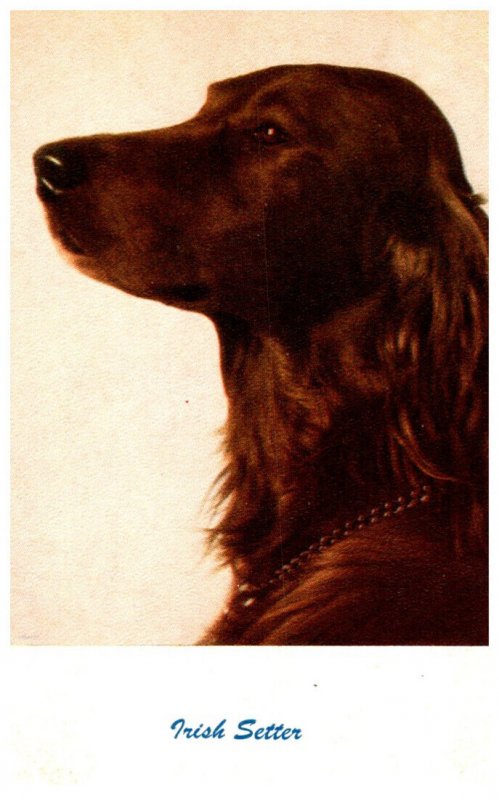 Dog  Irish Setter