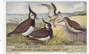 Liebig Trade Card S1610 Birds Of Beaches & Dunes No 6 Kievit en Tureluur