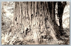 RPPC  The Elk Tree  Prairie Creek State Park  California    Postcard