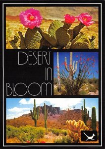 The Desert In Bloom The Desert In Bloom, Wonderland Of Colorful Blossoms