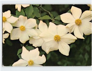 Postcard Pacific Dogwood, British Columbia Floral Emblem, Canada