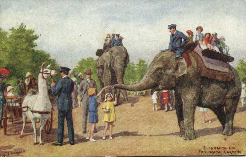 London, Zoological Gardens, Elephants, Lama Cart (1935) Postcard