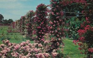 Rhode Island Providence Rose Garden In Roger Williams Park