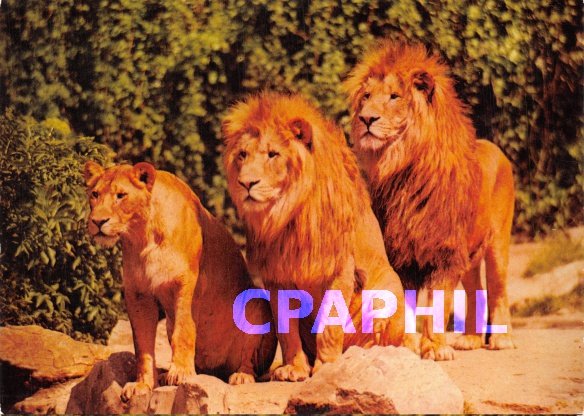 Modern Postcard Lions