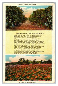 Orange Grove Poinsettias California My California Poem Standard View Postcard 