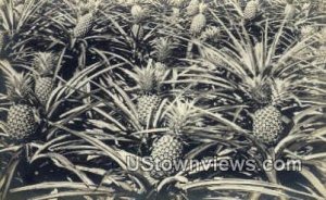 Pineapple Growing, Real Photo - Misc, Hawaii HI  