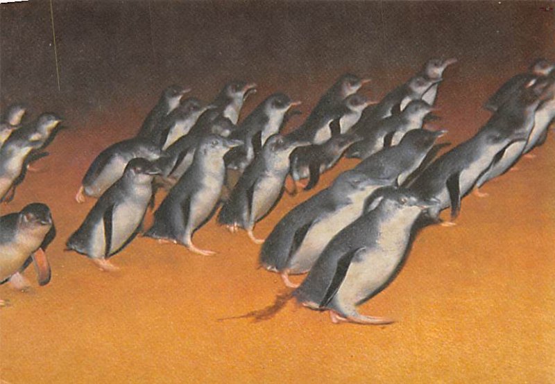 Fairy Penguins On Parade Each Evening At Dusk Fairy Penguins On Parade Each E...