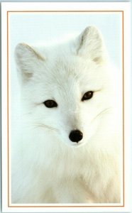 M-12950 An Arctic Fox on Kolguyev Island Russia