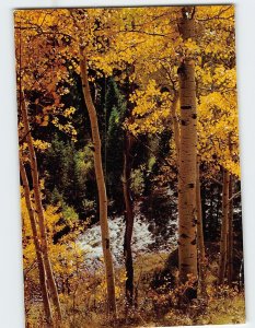 Postcard Aspen trees in autumn and Maroon Creek White River Natl. Forest CO USA