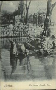 Chicago IL Sea Lions at lincoln Park c1905 Postcard