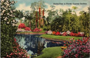 Florida Cypres Gardens Azalea Time 1950 Curteich