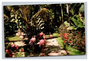 Vintage 1950s Postcard Flamingos in Beautiful Sunken Gardens, St. Petersburg, FL