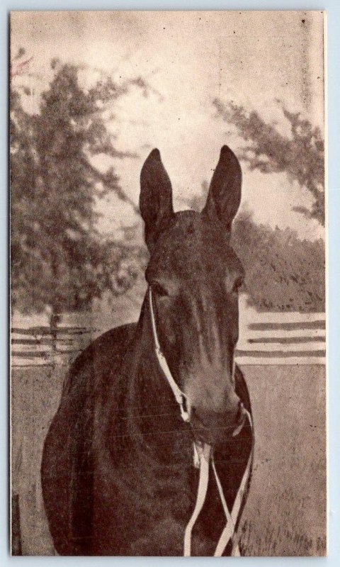 1912 PENNSYLVANIA DAIRY SHOW DUQUESNE GARDEN PITTSBURGH HORSE POSTCARD