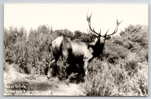 RPPC Elk Near Orick Redwood Highway California Real Photo Postcard U25