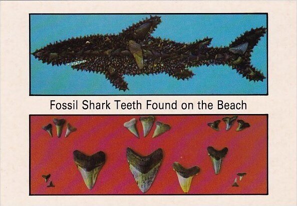 Greeings From Myrtle Fossil Shark Teeth Found On the Beach Myrtle Beach South...