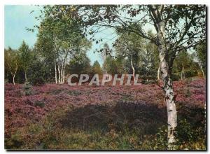 Modern Postcard Bad Wurzach im Allgaeu Erikabluete Ried im Wurzacher