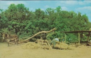 Squeezing The Juice From Sorghum Grass In The South