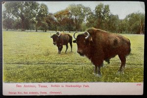 Vintage Postcard 1907-1915 Buffalo in Brackenridge Park, San Antonio, Texas