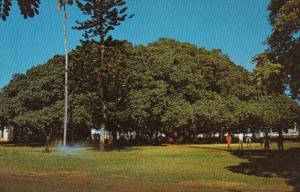 Hawaii Maui Famous Banyan Tree At Lahaina