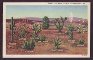 Cacti of the Southwest Post Card 3924