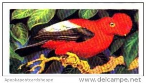 Brooke Bond Trade Card Tropical Birds No 24 Scarlet Cock Of The Rock